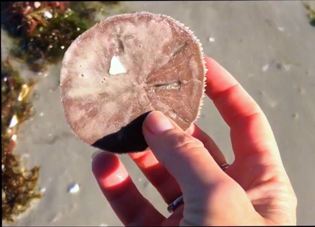 沙币图片(100沙币图片)