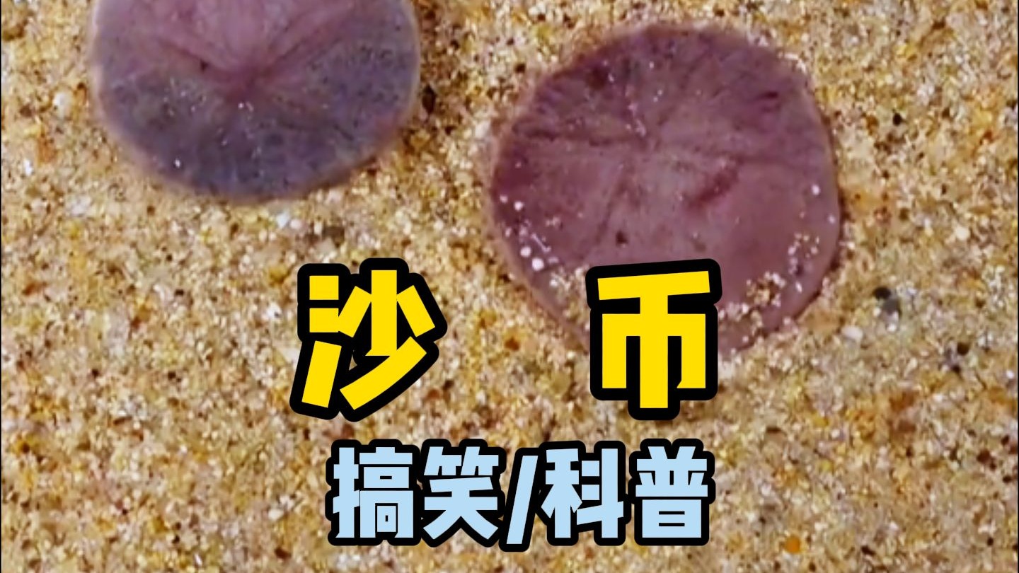 沙币图片(沙币图片大全高清手机壁纸)