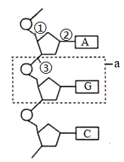 碱基币(坚几笔画)
